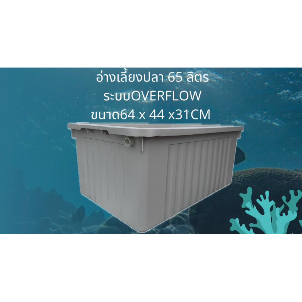 อ่างเลี้ยงปลา 65 ลิตร ระบบoverflow อ่างขาวท่อขาว น้ำจะล้นเมื่ออยู่ในระดับท่อ อ่างเลี้ยงปลาหางนกยูง อ