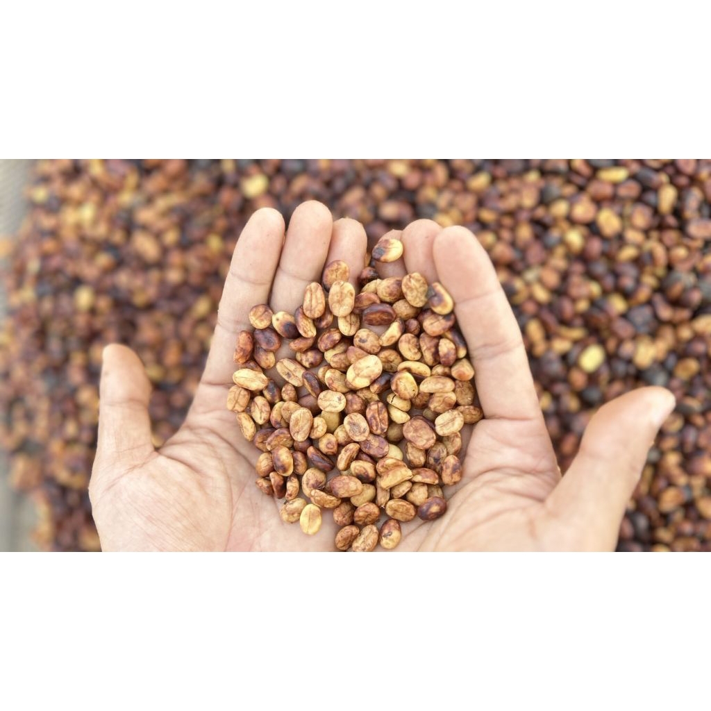 มาแล้ว! สาร honey process