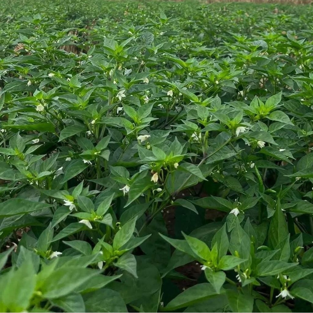 บีโกรว์ ฮอร์โมนพืช เร่งโต ใบเขียว ป้องกันโรคและแมลง ของแท้ ส่งฟรี [2 แถม 3] - รูปที่ 7