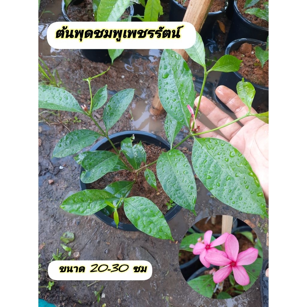 ต้นพุดชมพูเพชรรัตน์ พุดชมพูเพชรรัตน์