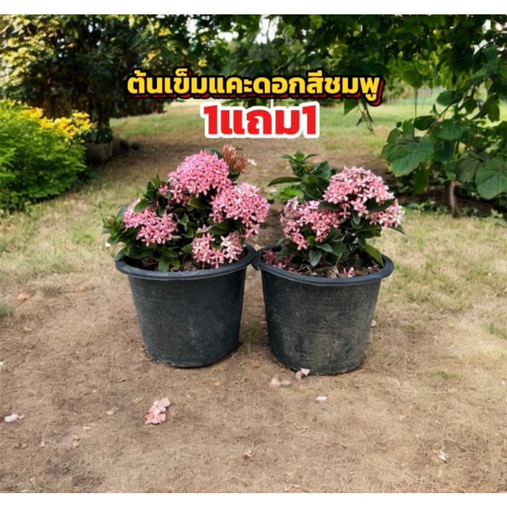 ต้นเข็มแคะดอกสีชมพู/สีขาว 1แถม1 พร้อมกระถาง6นิ้ว