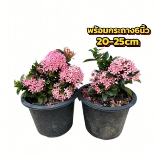 ต้นเข็มแคะดอกสีชมพู/สีขาว 1แถม1 พร้อมกระถาง6นิ้ว