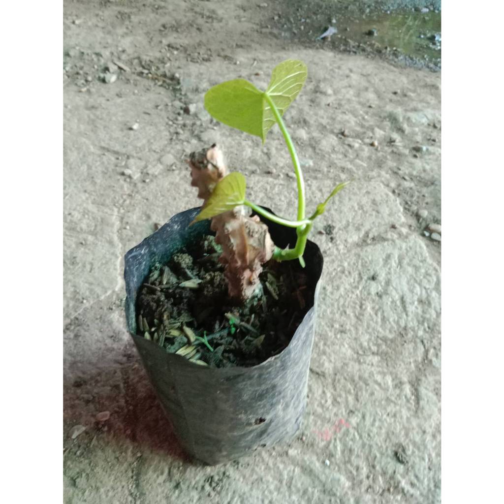 ต้นพันธุ์ บอระเพ็ด ถุงดำพร้อมปลูก 12 บาท จุ้งจาลิง สมุนไพรรสขม สรรพคุณช่วยให้เจริญอาหาร เถารสขม เย็น ทั้งราก