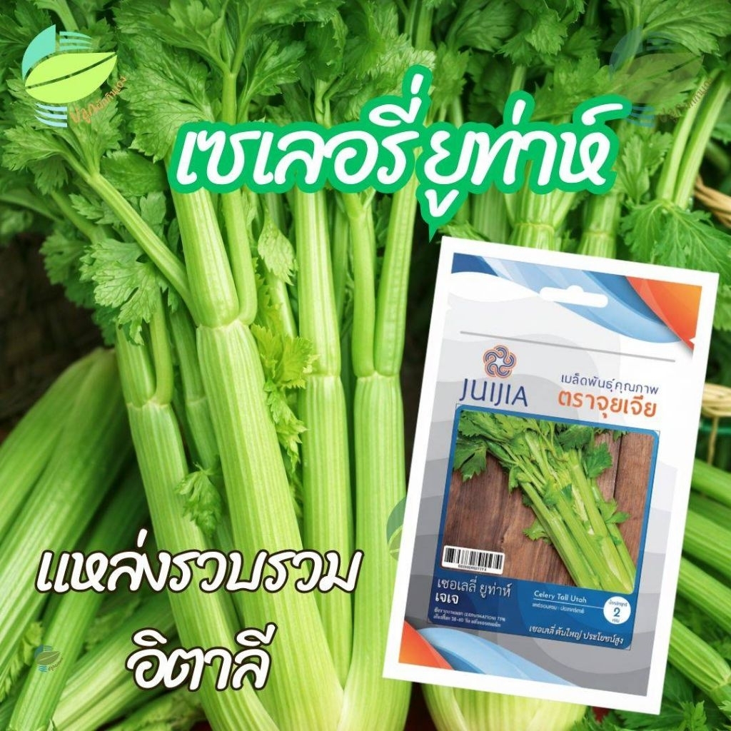 เมล็ดพันธุ์ เซเลอรี่ ยูท่าห์ ตราจุยเจีย ( 2 กรัม )