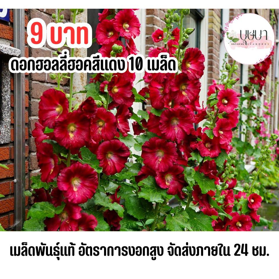 เมล็ดดอกฮอลลี่ฮอคสีแดง 9บาท