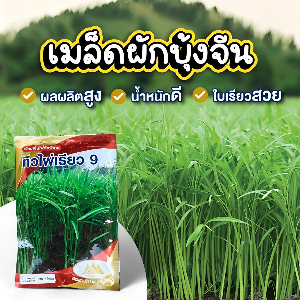เมล็ดผักบุ้งจีนใบไผ่ ทิวไผ่เรียว9 ตราภูเขาทอง 500กรัม เมล็ดผักบุ้ง เมล็ดผักบุ้งจีน เมล็ดพันธุ์ผัก