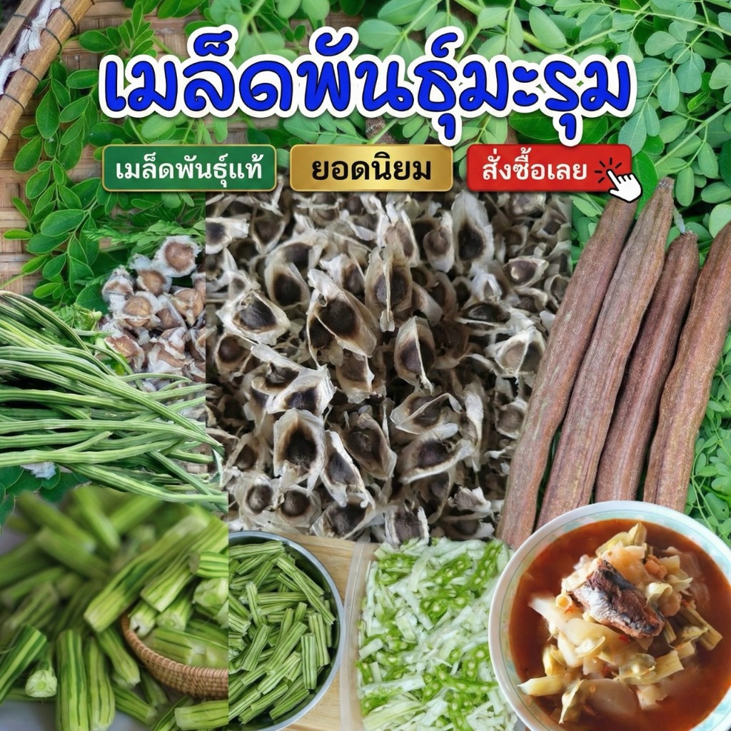 เมล็ดพันธุ์ มะรุมบ้าน ก็บเมล็ดปีนี้ สำหรับปลูก [ซื้อ 10 แถม 1 คละได้]