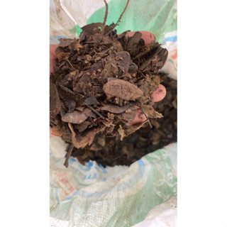 ใบก้ามปูหมัก 5 กก. สุดคุ้ม ใบล้วน (จัดส่งด่วนได้ครั้งละ1กส เ…