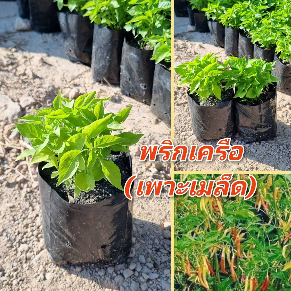 ต้นพริกเครือ เพาะเมล็ด  พริก ทนแล้ง ปลูกง่าย แข็งแรงพร้อมปลูก