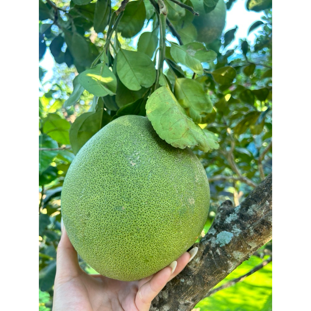 รูปภาพ 3