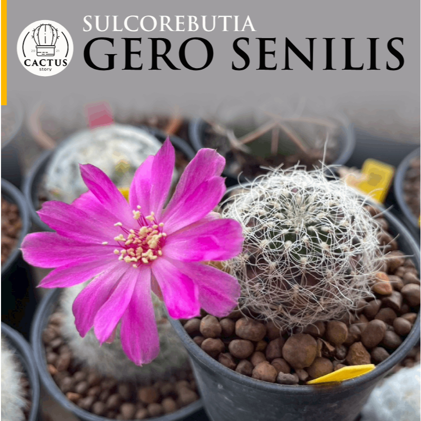 Sulcorebutia Gero Senilis ซัลโครีบูเทีย จีโร เซนิลิส  กระถาง 2.5 นิ้ว