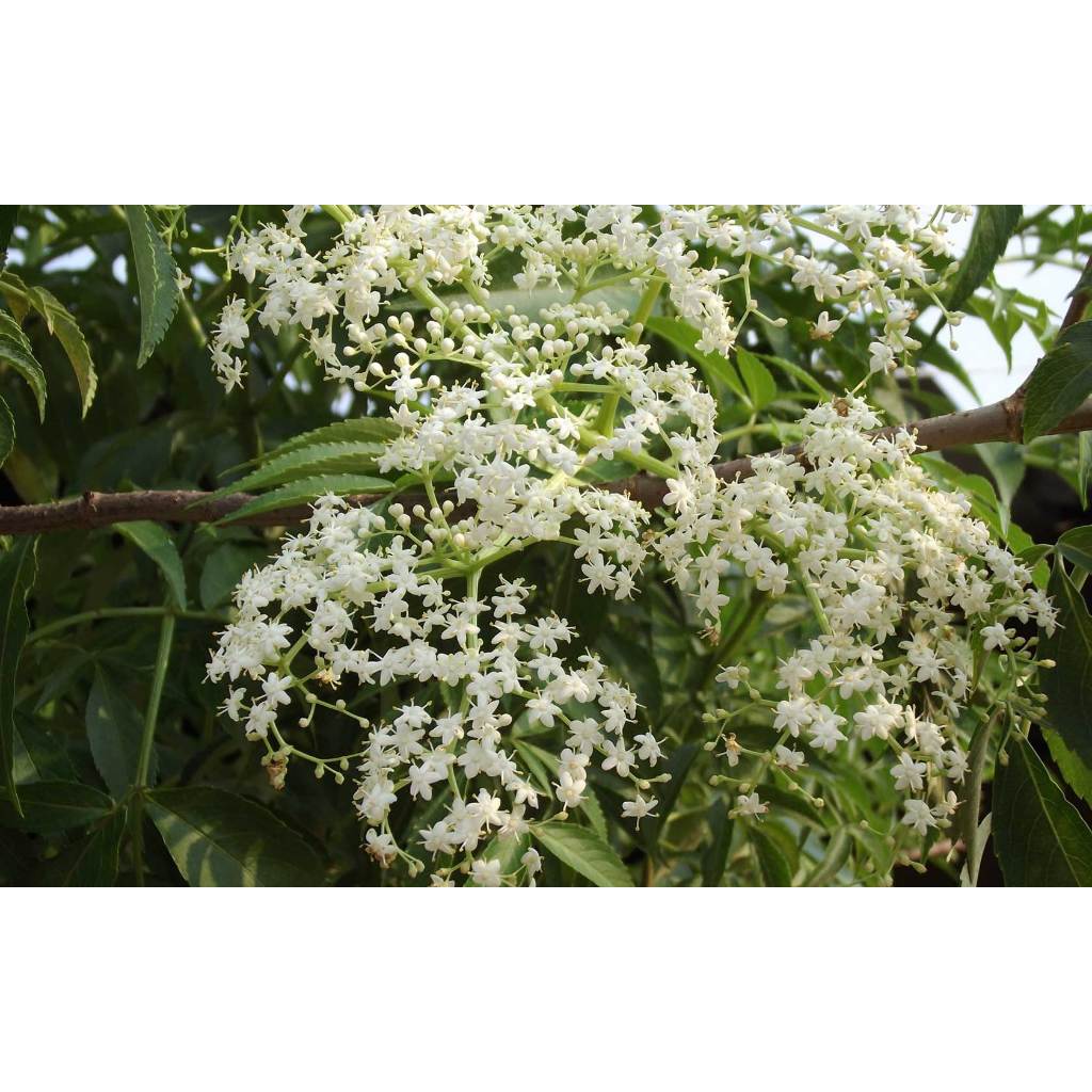 ต้นพันธุ์ ดอกอูน พวงไข่มุก ถุงดำพร้อมปลูก 99บาท Elderberry พวงไข่มุก, ต้นอูน