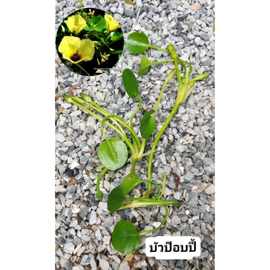 บัวป๊อปปี้ (Water Poppy) ซึ่งเป็นไม้น้ำดอกสีเหลือง 