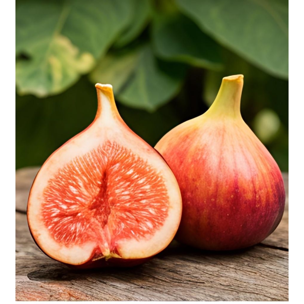 ต้นมะเดื่อฝรั่งพันธุ์ Honey Peach / Grace Peach สูง 40–50 cm