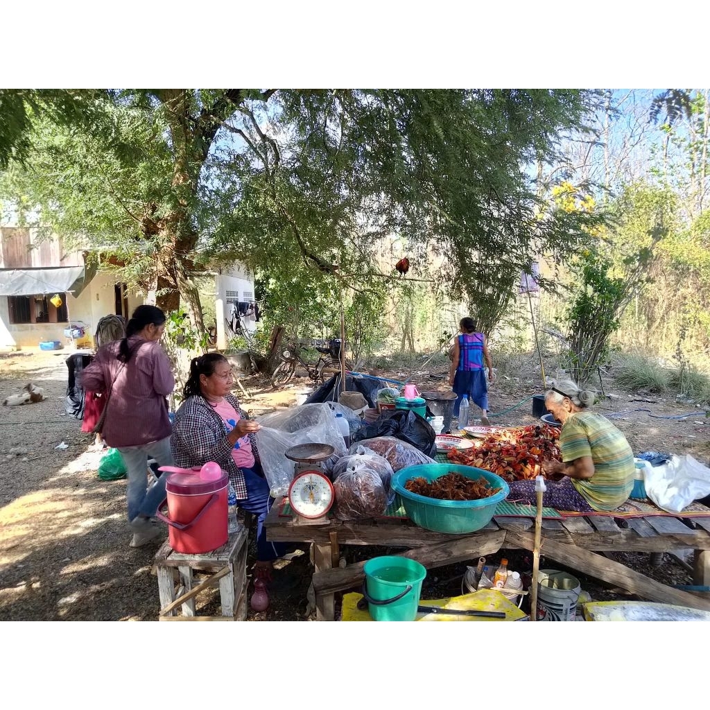 ดอกงิ้วแห้ง ใหม่ๆ หอมๆ 500กรัม - รูปที่ 2