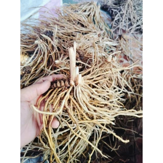 เหง้าหน่อไม้ฝรั่ง5เหง้า 100บาท