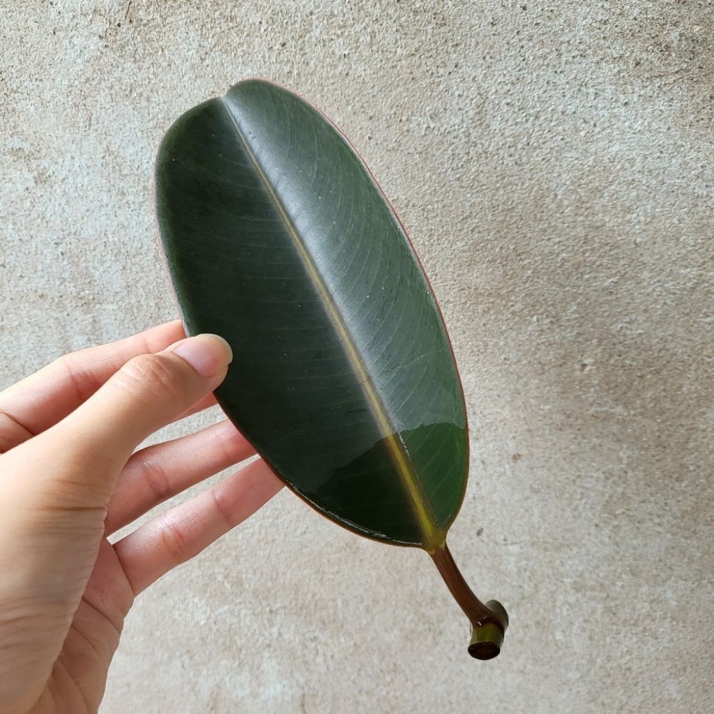 ยางอินเดีย ต้นไม้ในบ้าน Rubber Plant ขายแยก เป็นใบ สำหรับไปเพาะต่อ