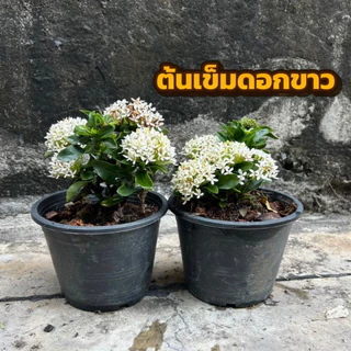 ต้นเข็มแคะดอกสีชมพู/สีขาว 1แถม1 พร้อมกระถาง6นิ้ว