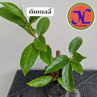 ต้นพันธุ์เยลลี่สูง25-35เซนติเมตร,ปักชำกิ่ง,ใบต้นเยลลี่นำไปทำวุ้นได้