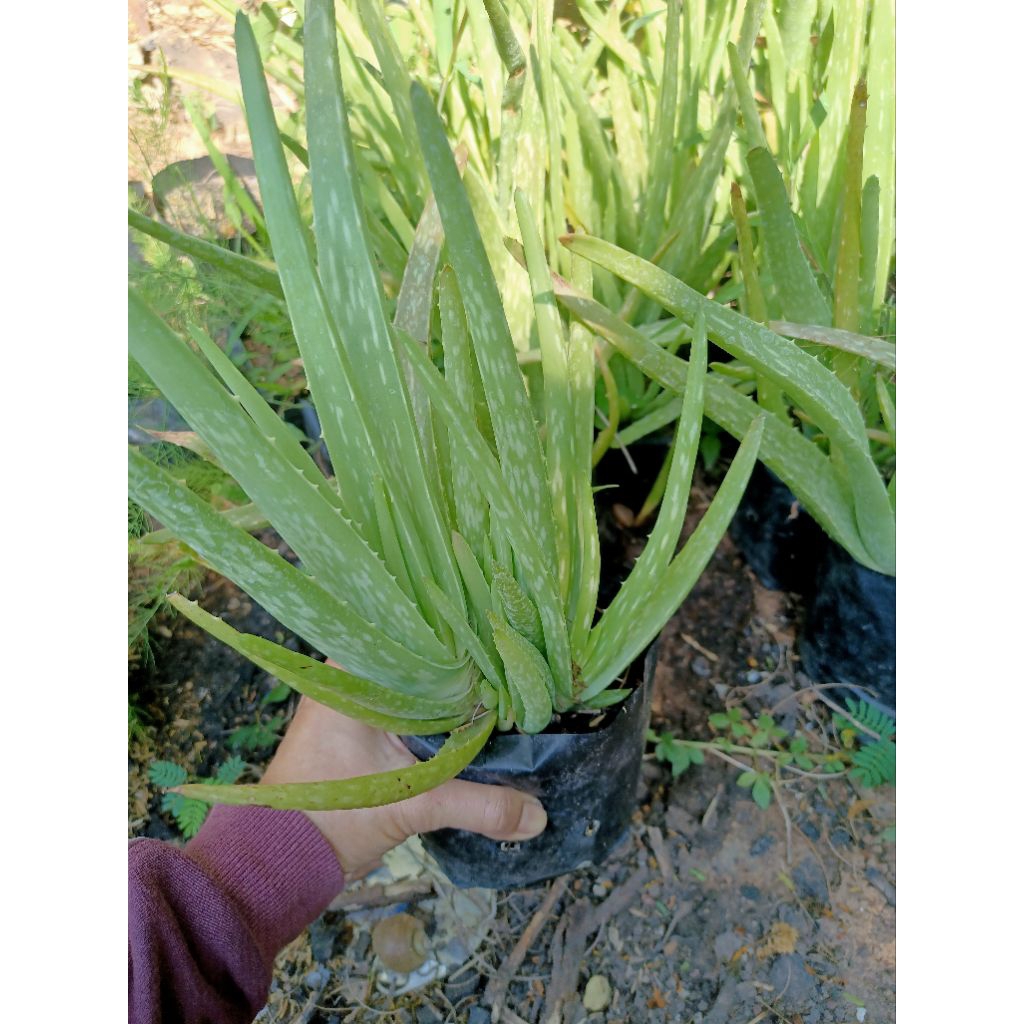 🌱ว่านหางจระเข้🌿ต้นไม้ฟอกอากาศ🌿สมุนไพรรักษาแผลไฟไหม้น้ำร้อนลวก