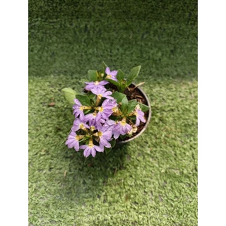 ต้นพระจันทร์เสี้ยว , พระจันทร์ครึ่งซีก [ Lobelia Chinensis ] ไม้ในกระถาง3"