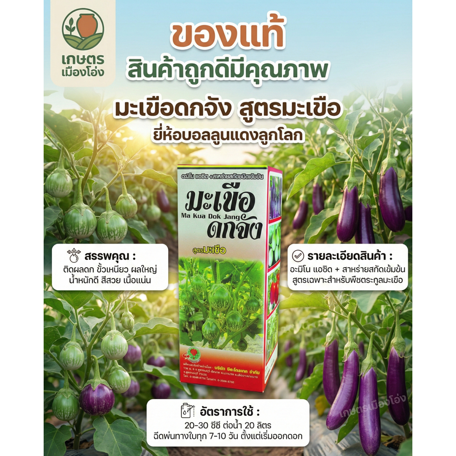 มะเขือดกจัง อะมิโน+สาหร่าย ขนาด1ลิตร ช่วยให้มะเขือเจริญเติบโตดี ใบเขียวสมบูรณ์ ต้นแกร่ง แตกกิ่งก้านดี ติดดอกดก