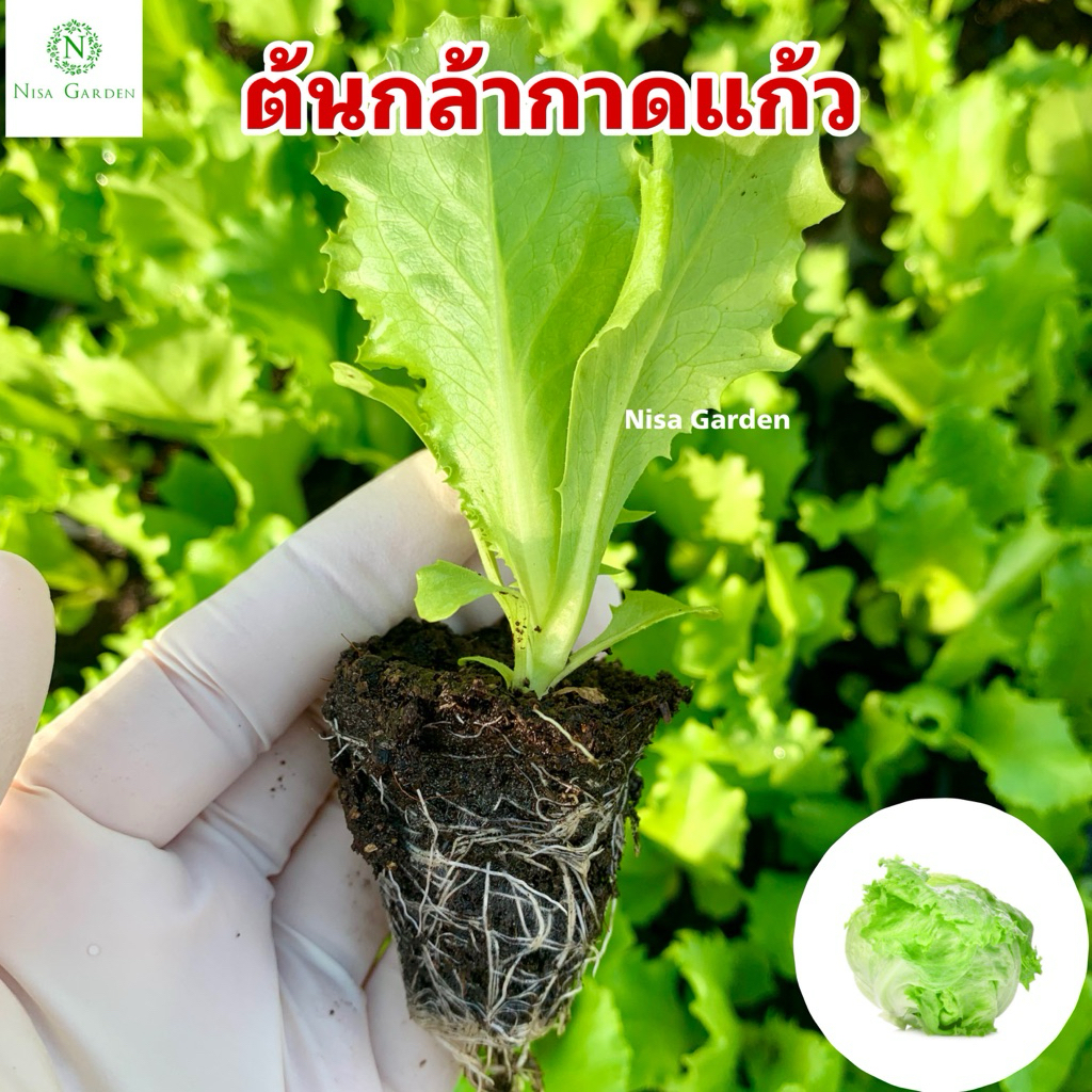 Nisa Garden ต้นกล้าสลัดแก้ว รากแข็งแรง โตเร็ว 🔥ซื้อ 10 แถมฟรี 2 หลุม🔥