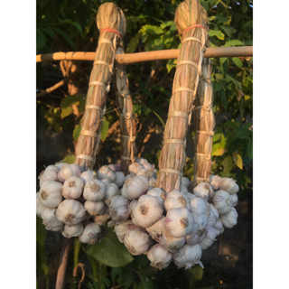 กระเทียมไทย(ศรีสะเกษ)แท้ มัดจุก🧄ขนาด 1kg