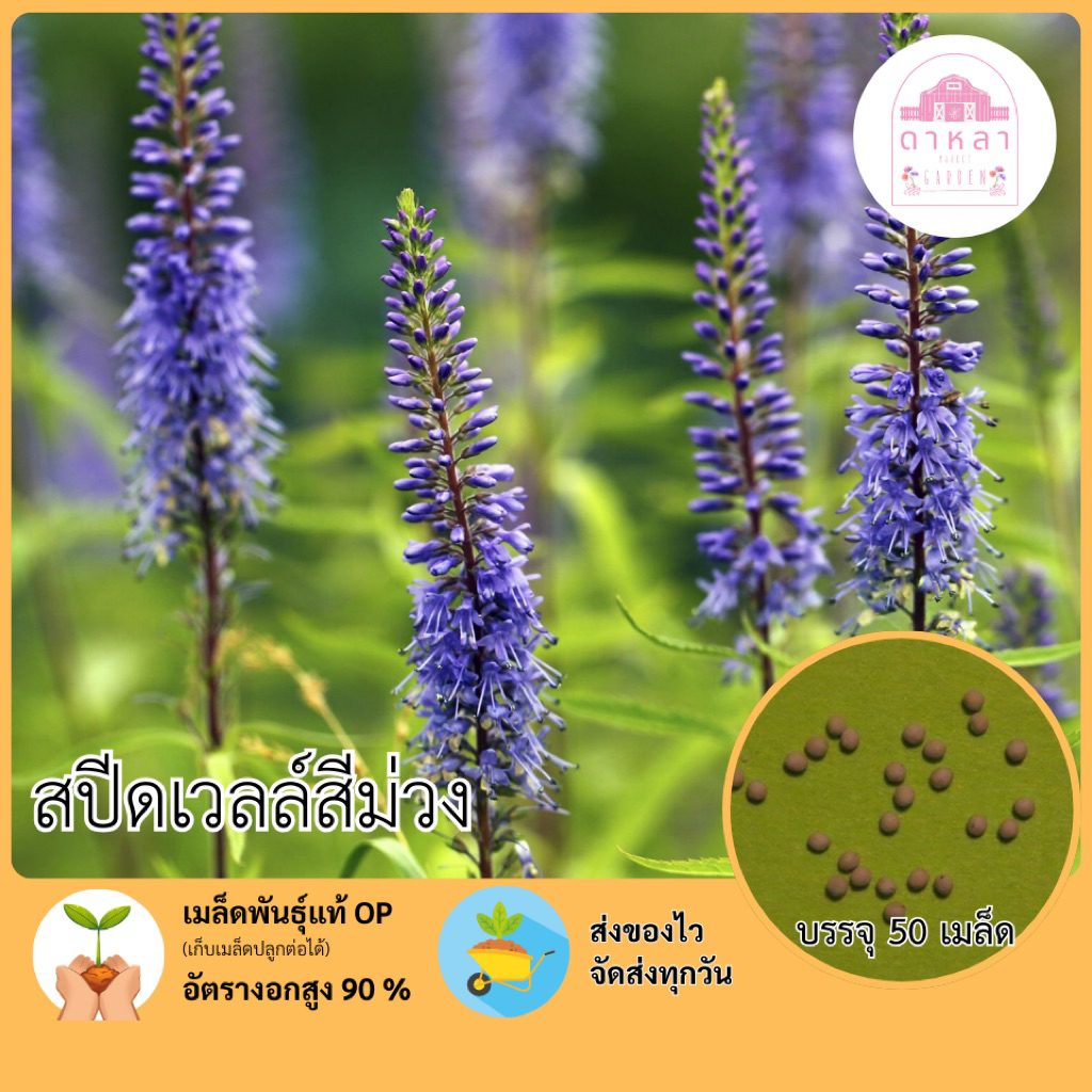เมล็ดพันธุ์ดอกสปีดเวลล์สีม่วง 50 เมล็ด