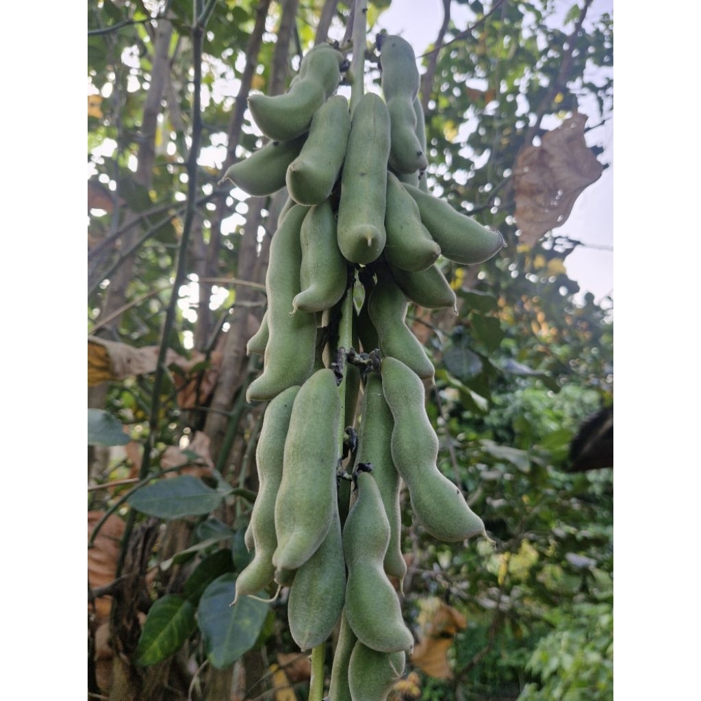 ถั่วครก เมล็ดพันธุ์ถั่วครก ดอกสีม่วง ปลูกง่าย โตไว ให้ฝักดก
