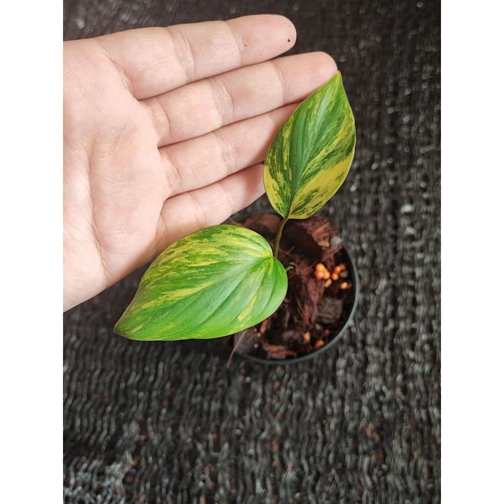 บุษราคัมด่างเหลืองพีช/กระถาง3