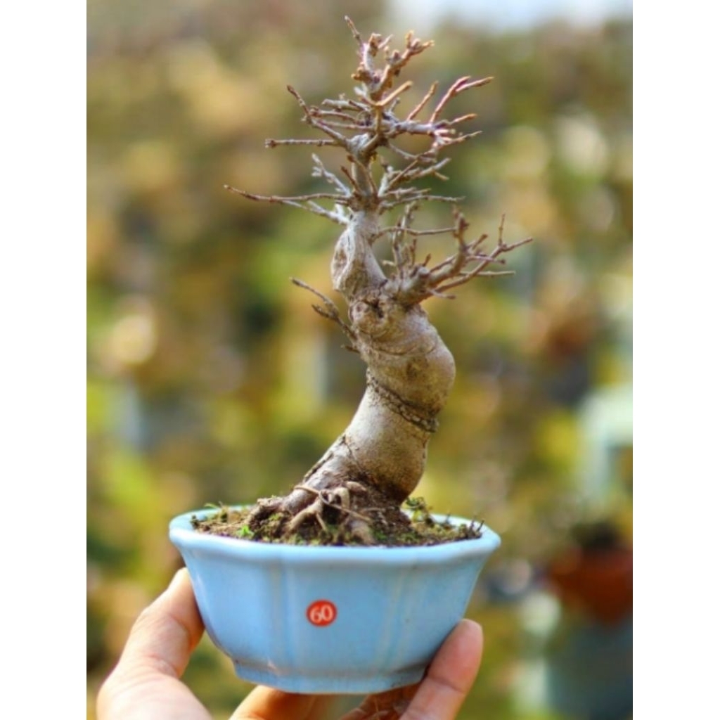 เมเปิ้ลไคเอดะญี่ปุ่นไซส์จิ๋วทุกต้นถ่ายจากต้นจริงทุกต้นมักหาร้านดูรูปปัจจุบันได้ครับยินดีบริการครับ - รูปที่ 6