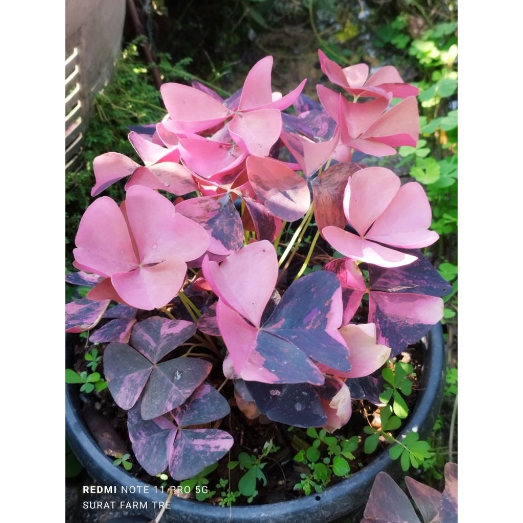 ผีเสื้อราตรีด่าง Oxalis Triangularis Variegated ลายด่างสวย ไม้สะสม ฟอร์มหายาก