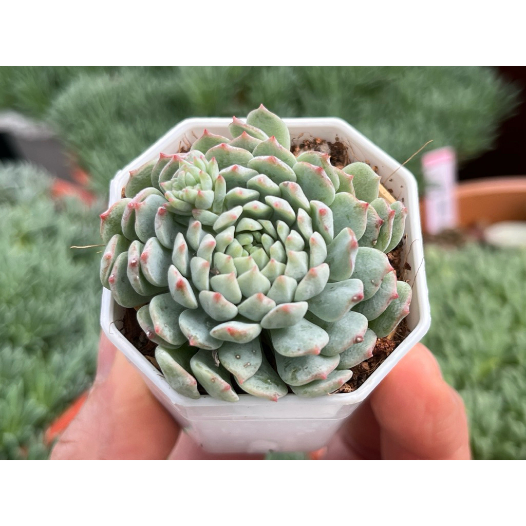 Echeveria Strawbery Rose กุหลาบหิน ไม้อวบน้ำ ขนาด 2 นิ้ว