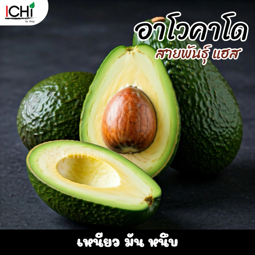 พร้อมส่ง🥑ผลสด รวมสายพันธุ์อาโวคาโด(1 kg.) 034 TA21 บูท7 บัคคาเนีย แฮส พื้นเมือง