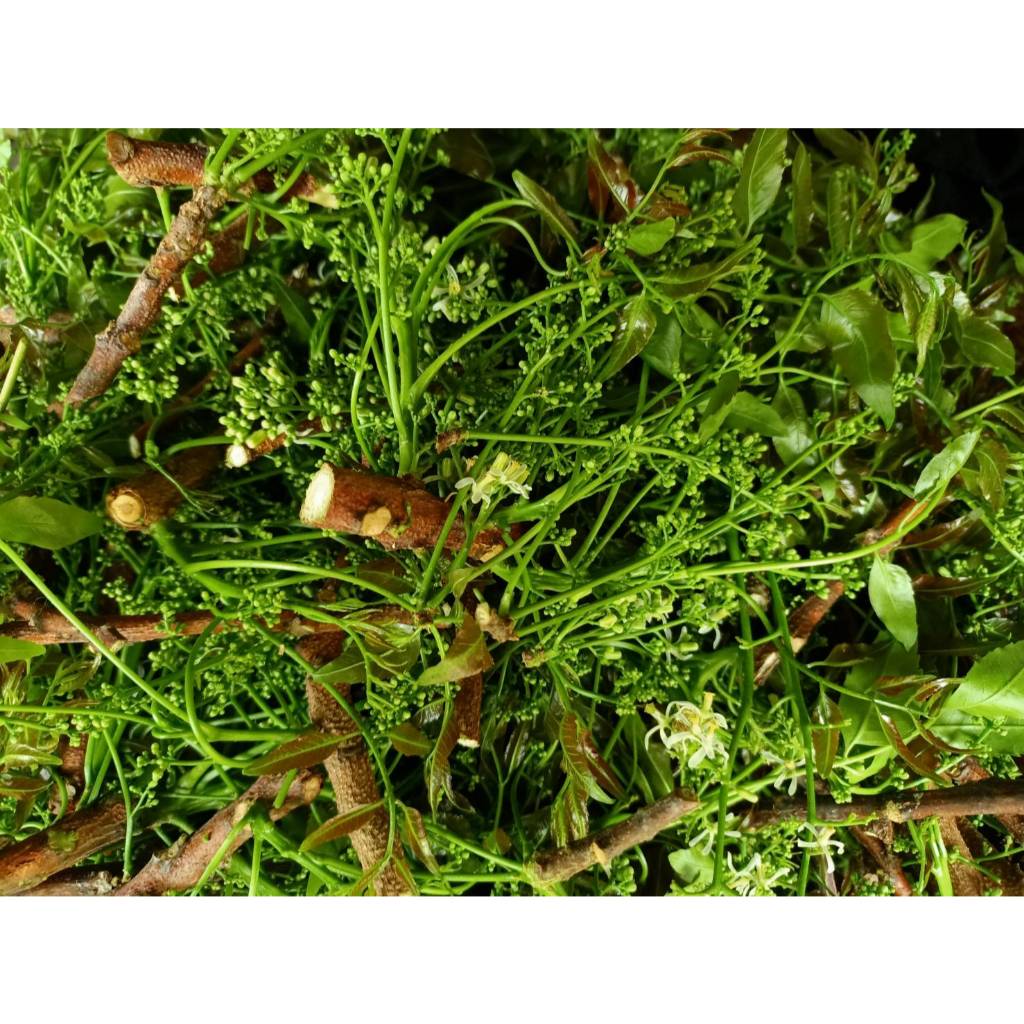 สะเดามัน ใบล้วน ดอกน้อย สะเดา ออเกนิค 500g. / 1 Kg. / 5 Kg.ไม่ขม คัดดอกตูมตัดจากสวน ตัดใหม่ทุกเช้า - รูปที่ 2