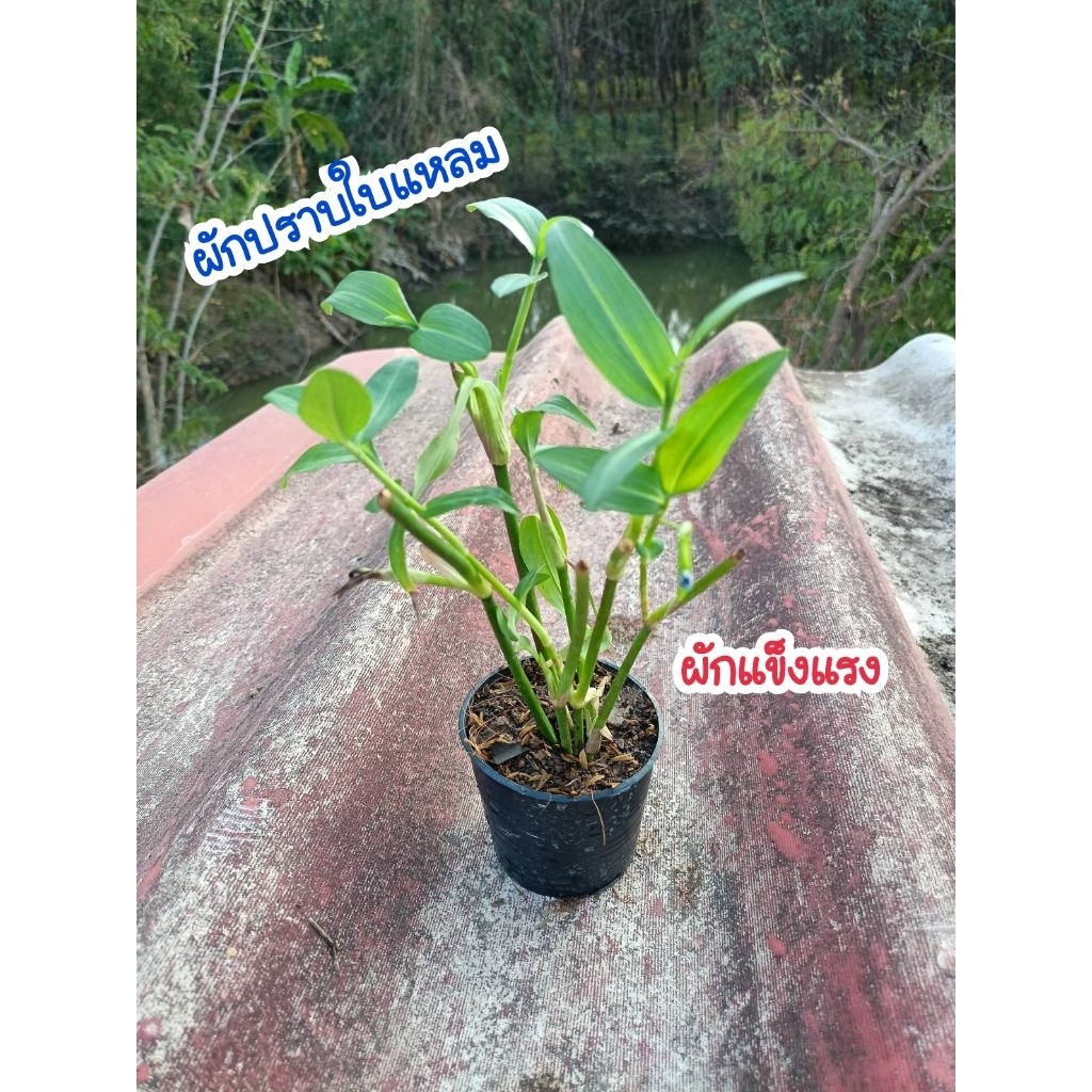 ผักปราบใบแหลม (ผักแข็งแรง) ต้นพันธุ์สำหรับปลูก