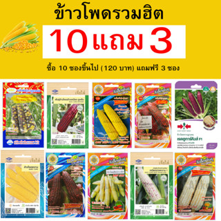 เมล็ดข้าวโพด เมล็ดข้าวโพดหวาน เมล็ดข้าวโพดข้าวเหนียว เมล็ดข้…