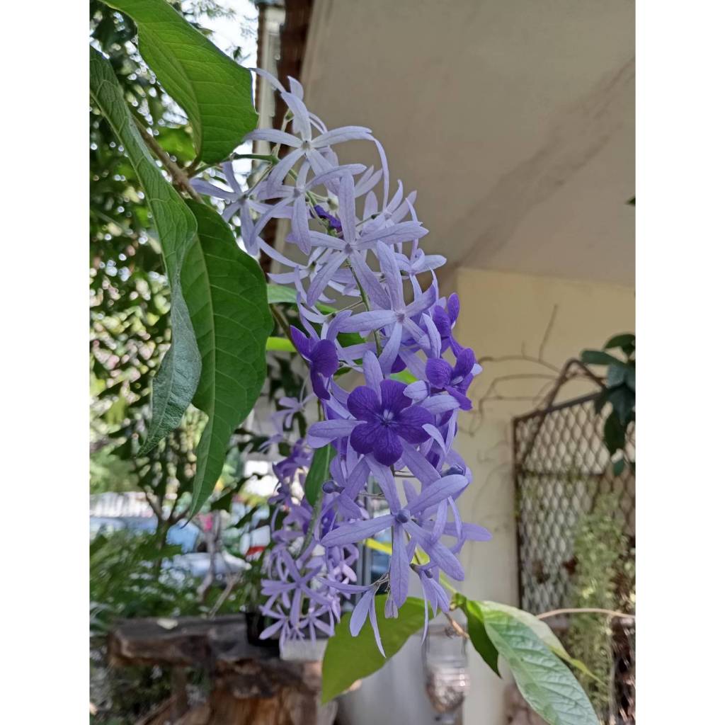 ต้นพันธุ์ พวงคราม เพาะเมล็ด ถุงดำ 49บาท  พวงคราม   ช่อม่วง เป็นไม้ดอกที่มีความสวยมาก มีดอกทั้งปี ราคาถูก Shopee Lazada