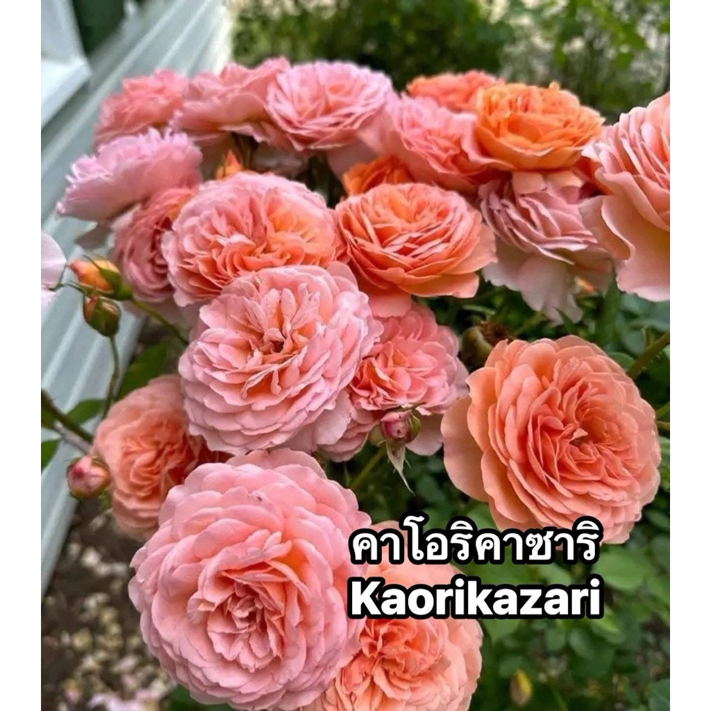 กุหลาบ-คาโอริคาซาริ ”Kaorikazari“  สีชมพูพีช หอมกลิ่นผลไม้ ดอกเป็นช่อ