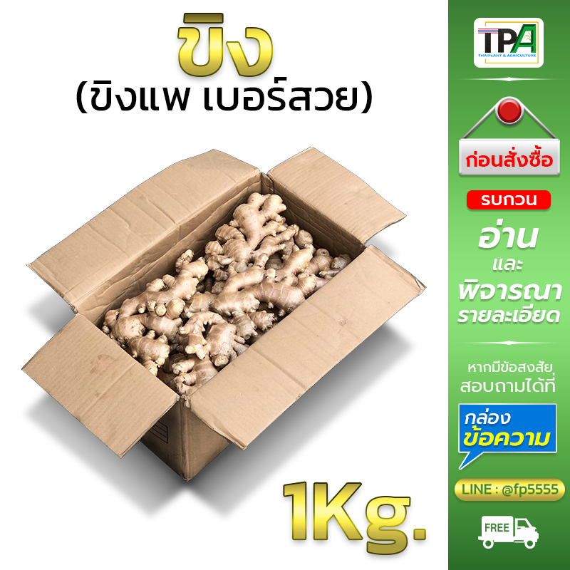 ขิงสด 1, 3, 5 KG. Fresh Ginger (ขิงสด ขิงแพแห้ง เบอร์สวย ล้างผึ่งแห้ง สะอาด) สินค้าไทย