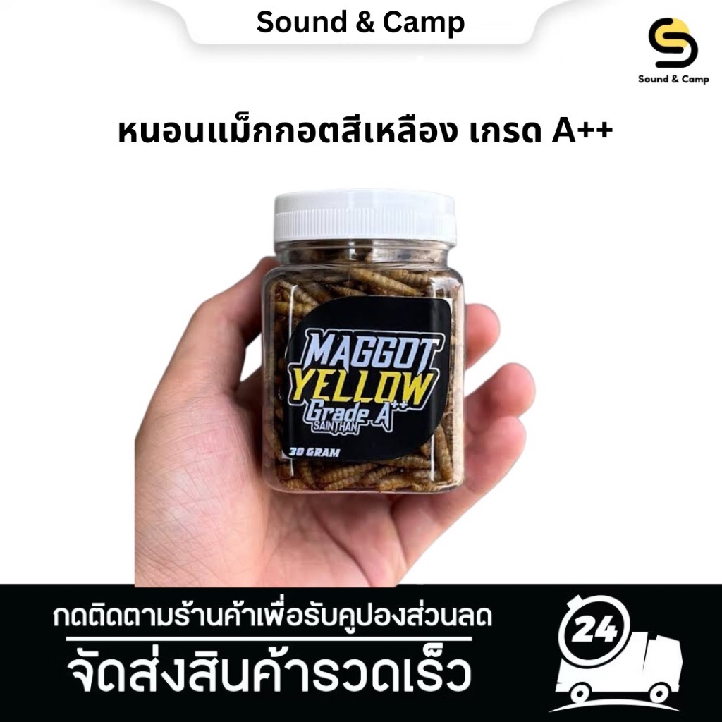 Maggot Yellow Grade A++ Untuk Proges Bunga dan Warna Channa Maru Yellow Sentarum Ys หนอนแม็กกอตสีเหล