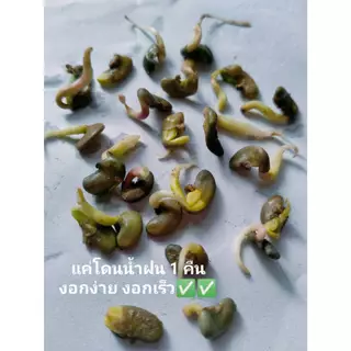 เมล็ดพันธุ์ปอเทือง 20 กิโลกรัมปี2569 งอกดี