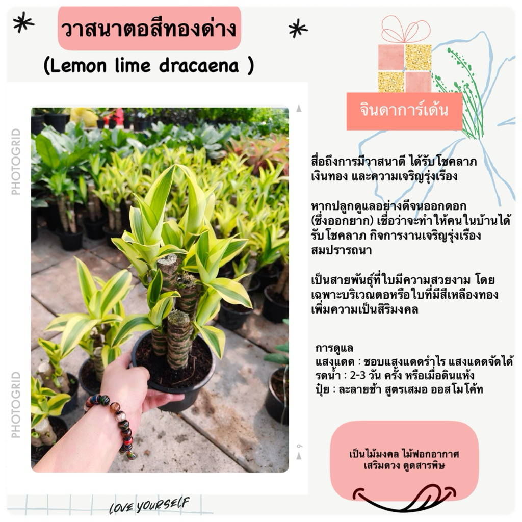 ต้นวาสนาสีทองด่าง 4” 6” ต้นไม้มงคลไม้ฟอกอากาศ จินดาการ์เด้น