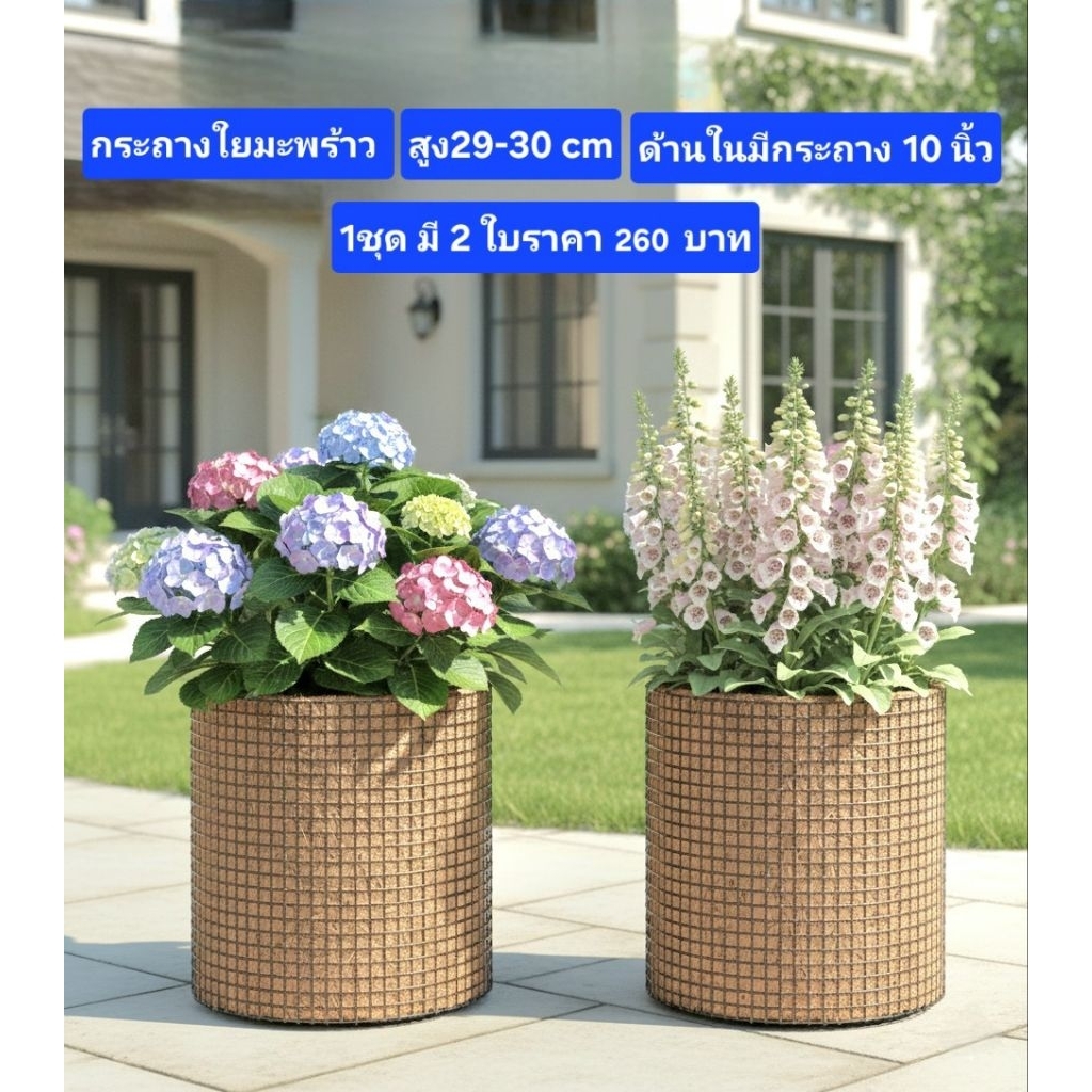 กระถางใยมะพร้าวสูง29-39cmด้านในมีกระถางดำ10นิ้ว1ชุดมี2ใบราคา260บาท