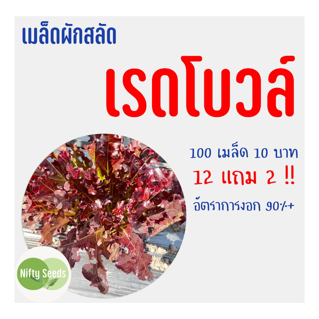 เมล็ดสลัด เรดโบวล์ 100 เมล็ด 10 บาท งอกดีมีคู่มือในการปลูก