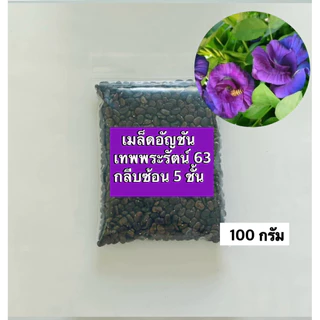 💥สินค้าขายดี💥เมล็ดพันธุ์อัญชันเทพพระรัตน์63 กลีบซ้อน (ขนาด 50-500 เมล็ด) Butterfly pea flowers,蝶豆種子 สินค้าใหม่