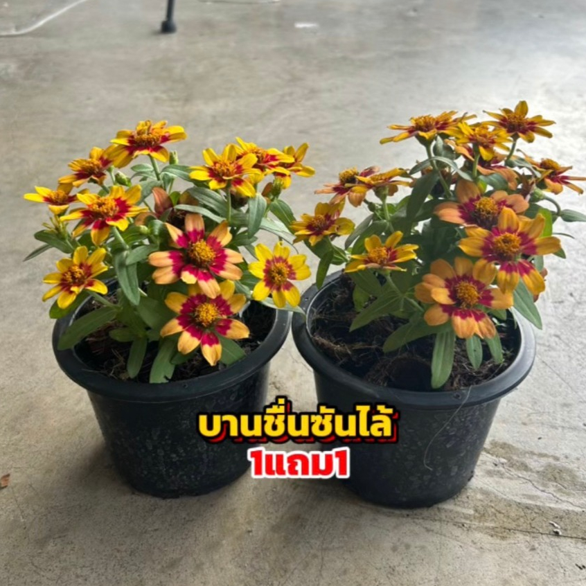 ต้นบานชื่นซันไล้ ขนาด 20cm  1แถม1 พร้อมกระถาง6นิ้ว ดอกสวยสีสันสดใส