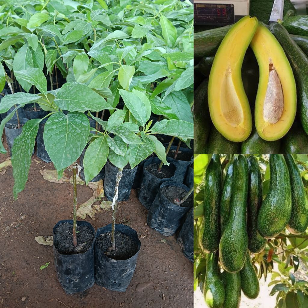 ต้นอะโวคาโด พันธุ์ 034 (เสียบยอด) สายพันธุ์ยอดนิยม