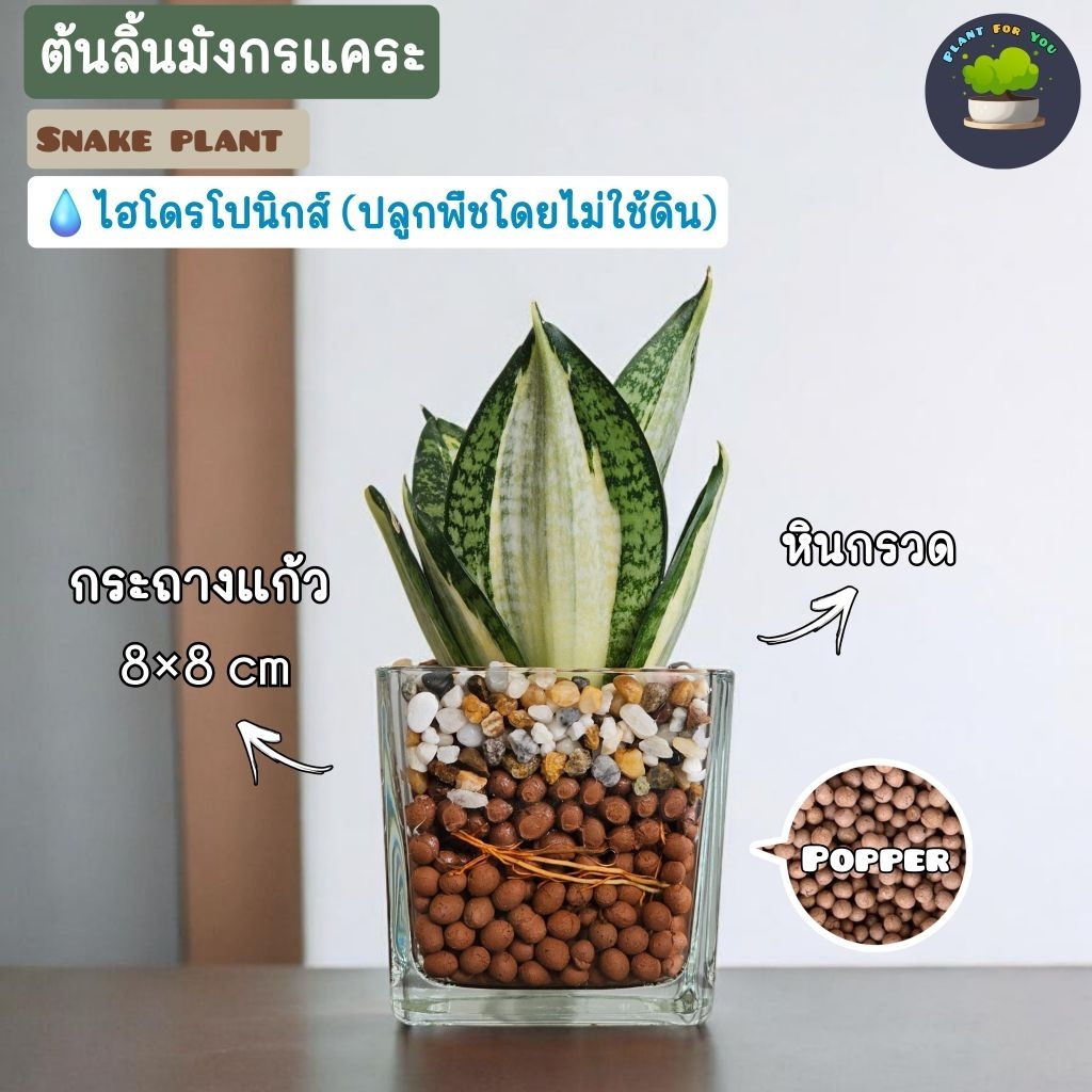 💤ต้นลิ้นมังกรแคระหลายสายพันธุ์ ปลูกเลี้ยงน้ำไฮโดรโปนิกส์ (ต้นไม้ฟอกอากาศ) รูปที่ 4